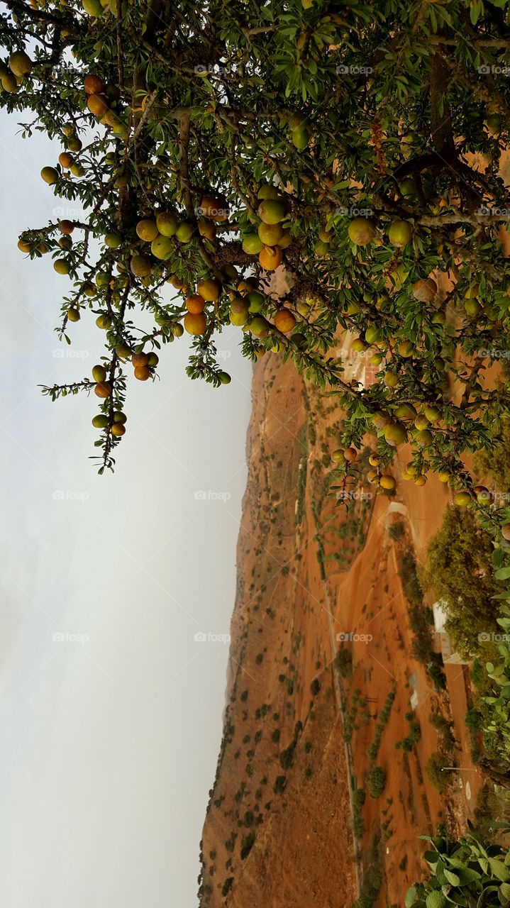 ARGAN grain tree nature