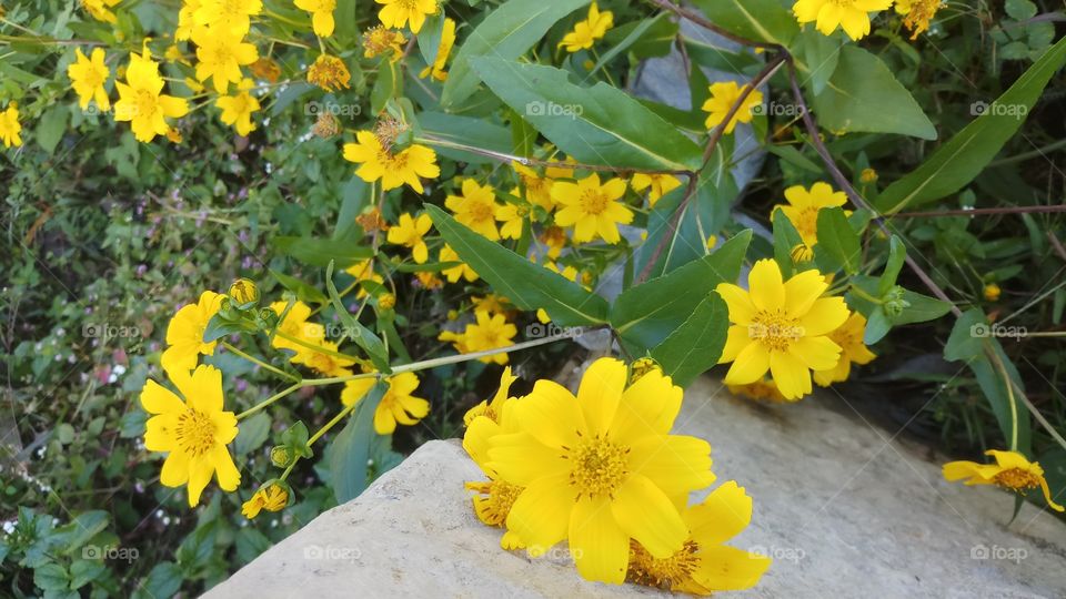 Most beautiful yellow flower