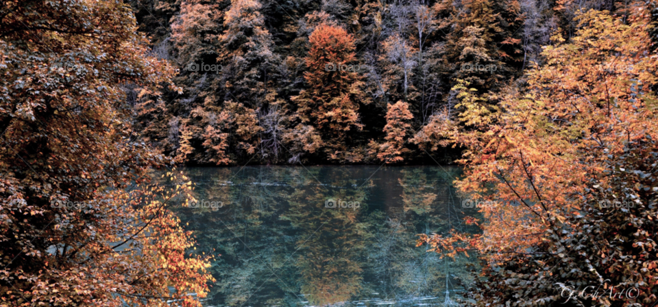 nature wood tree trees by gaguling