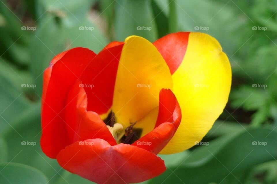 Hybrid tulip