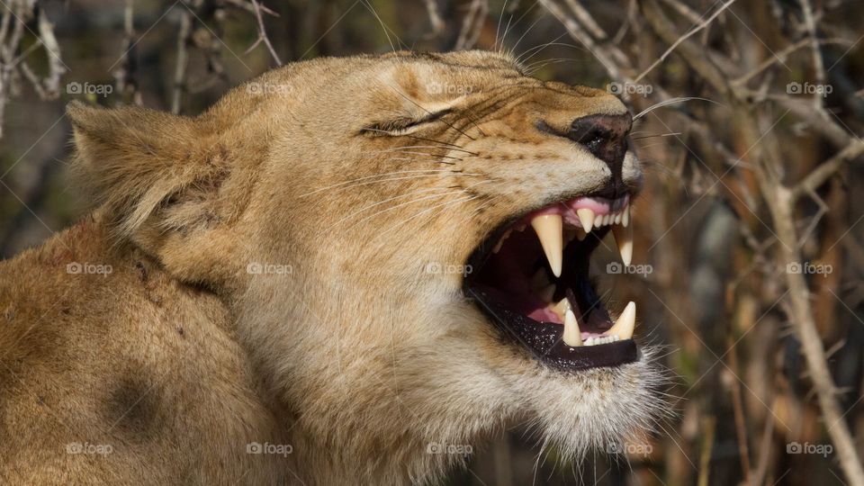 Lioness snarling. Sting view of her teeth. Queen of the beasts. 