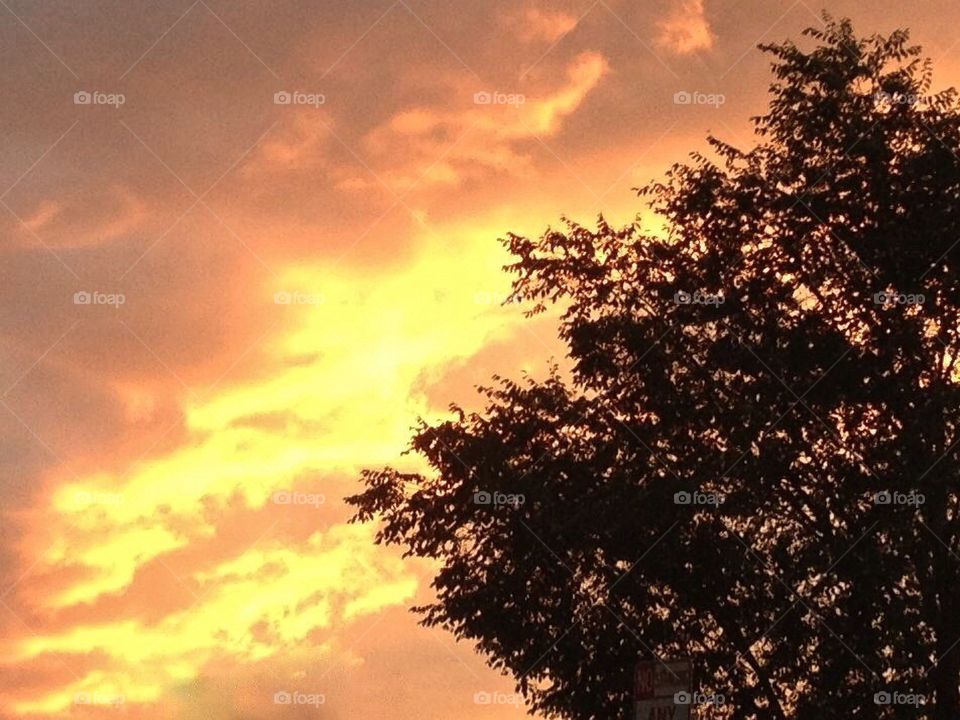 sunset trees leaves fall by 5hels