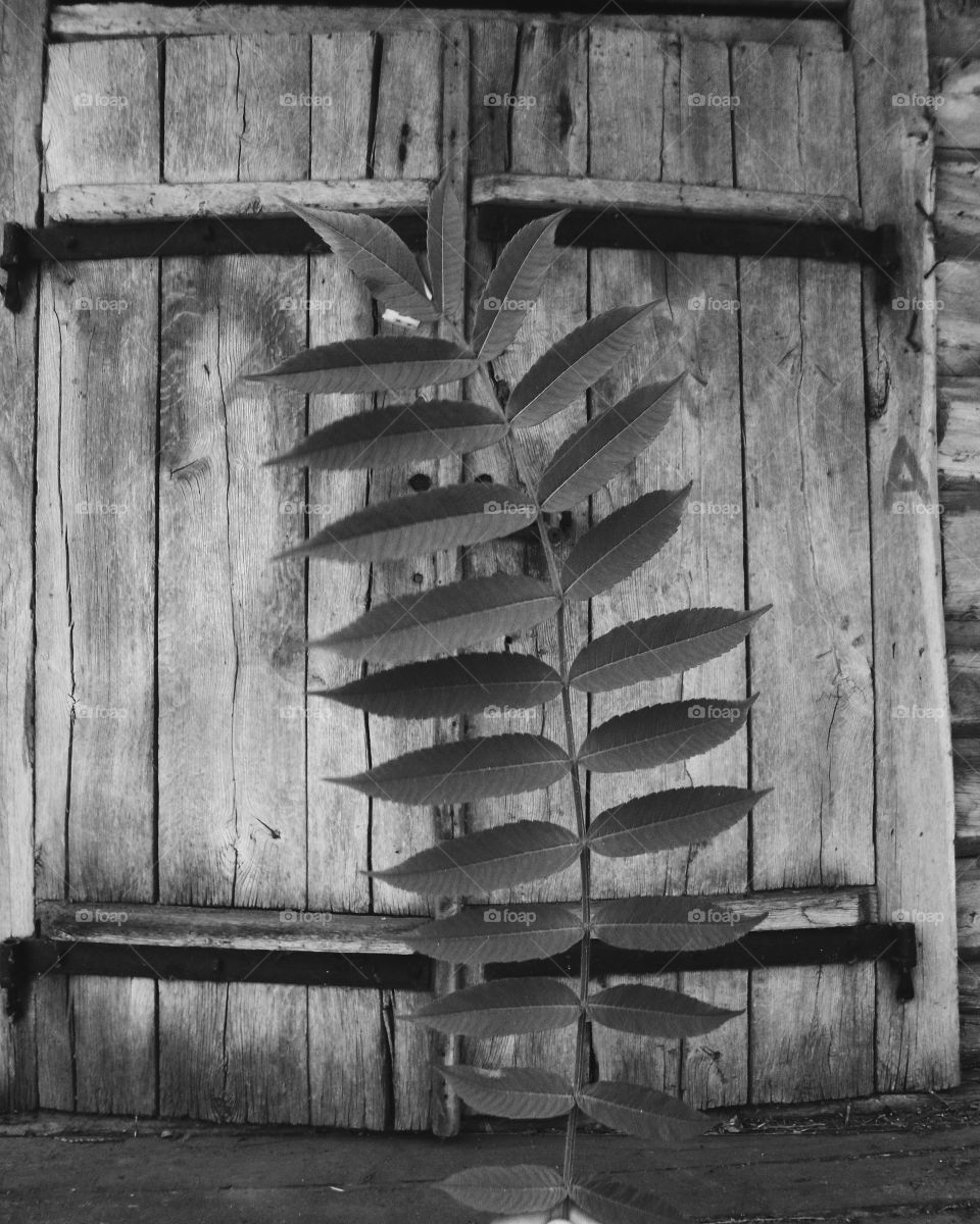 branch with green leaves on the background of wooden doors