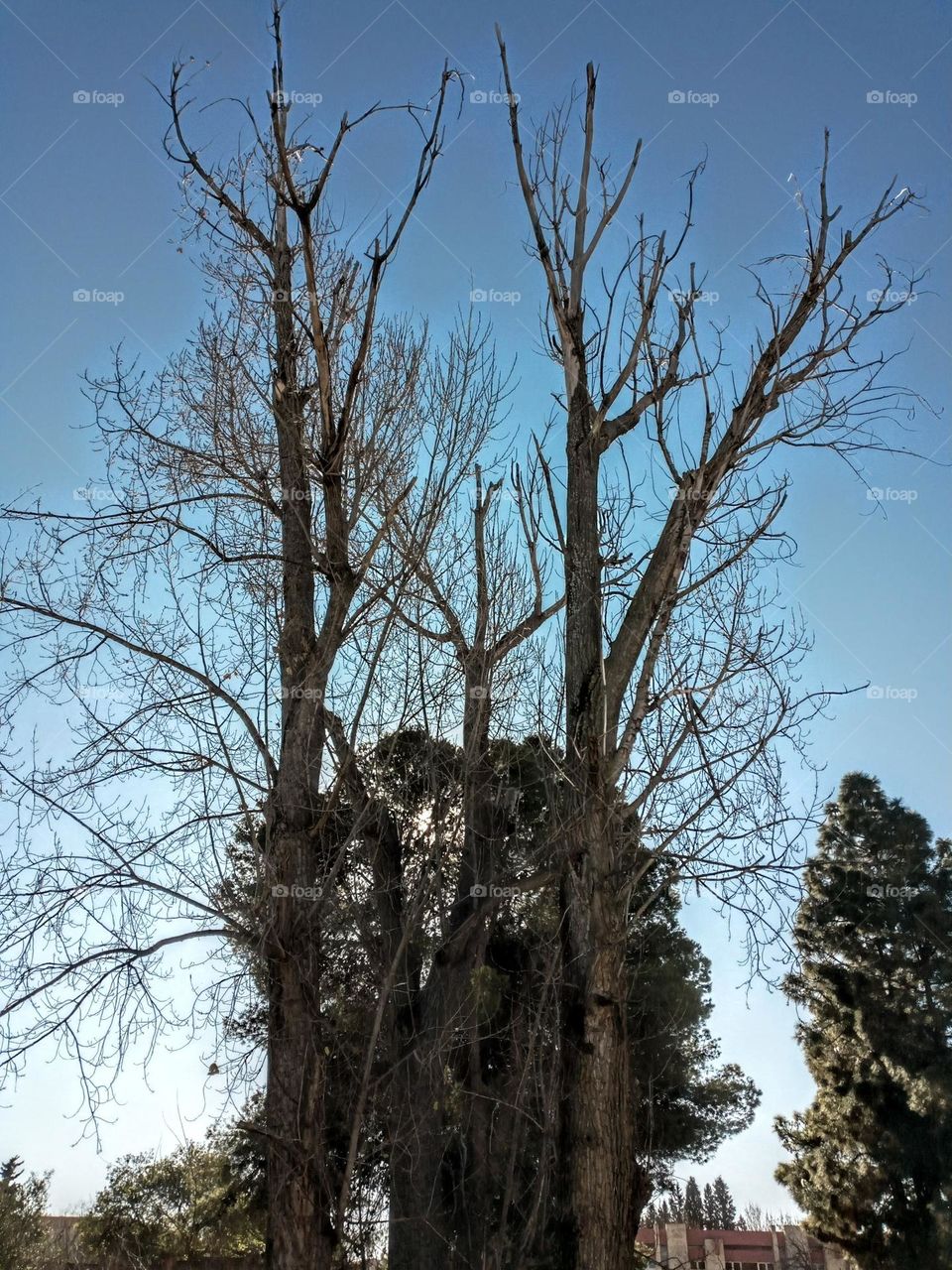Portrait of trees