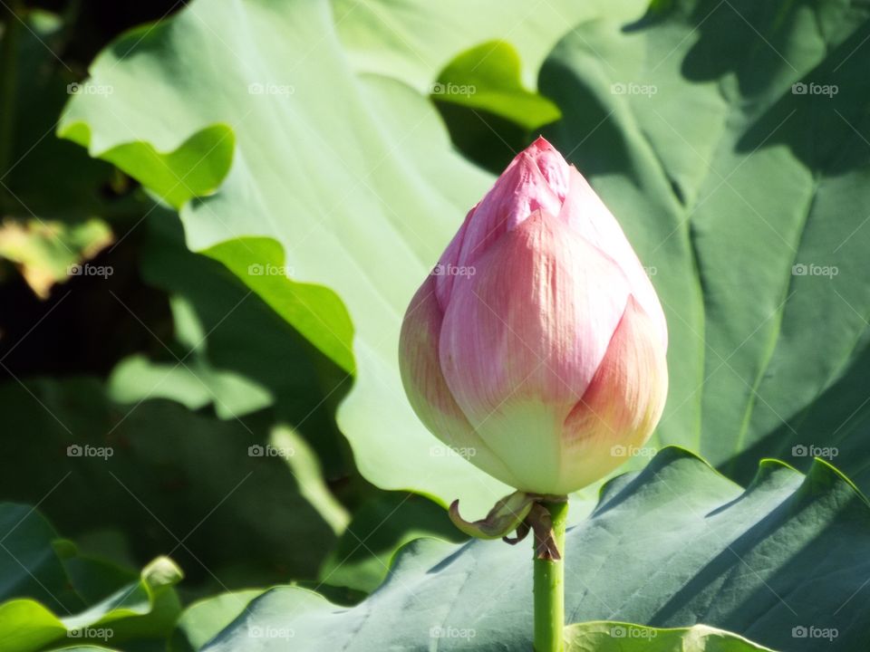 Extreme close-up of lotus bud in pond