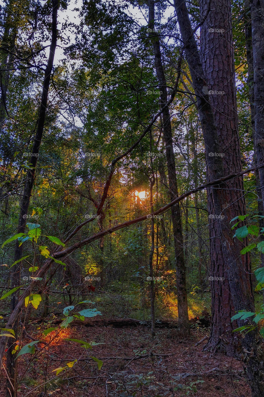 Forest Sunset 10-28-2018