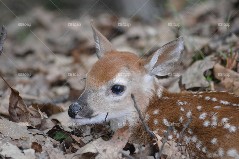 Doe and Fawn