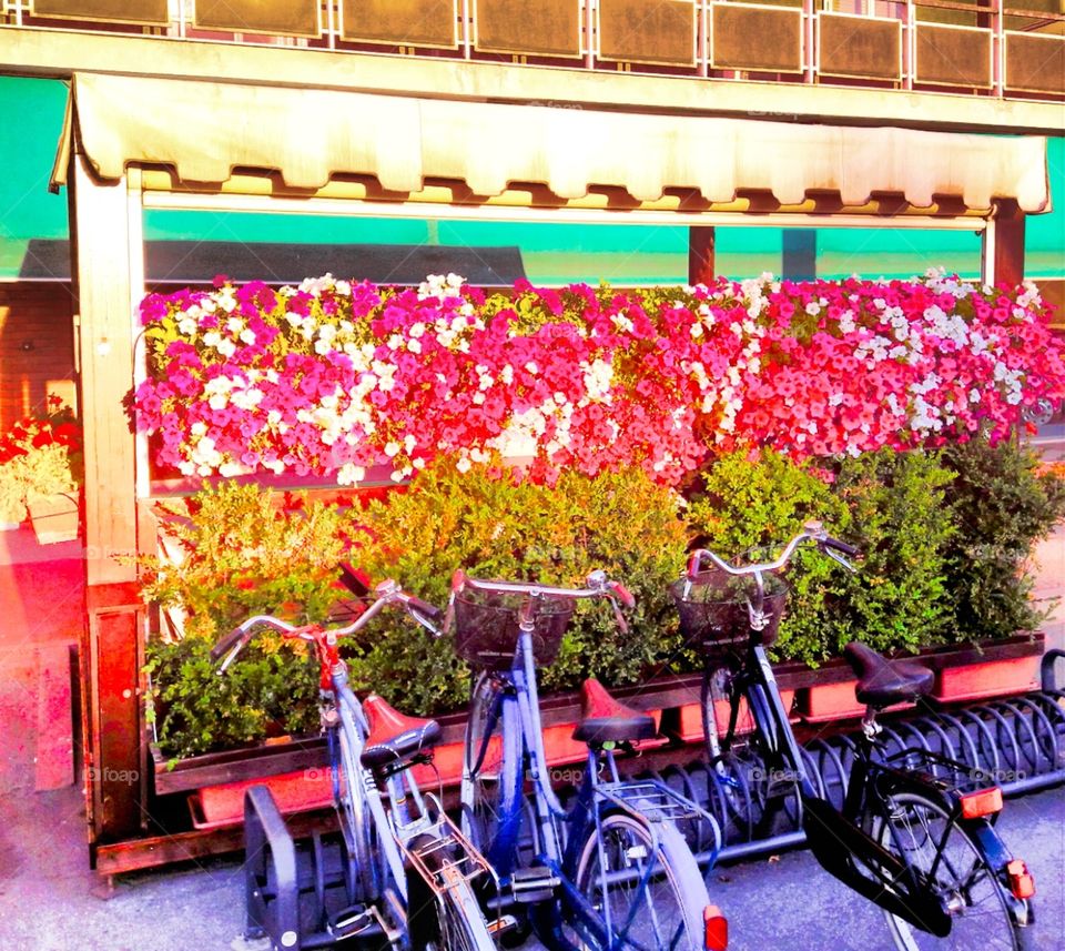 flowers and bikes in Ferrara