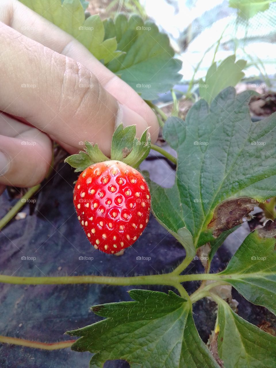 strawberry on hand