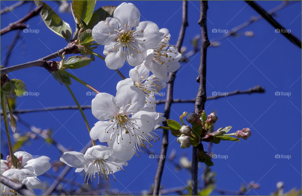 spring flowers, blue sky