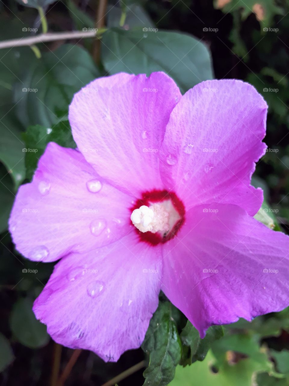 summer rain drops on a blooming pink hibiscus flower