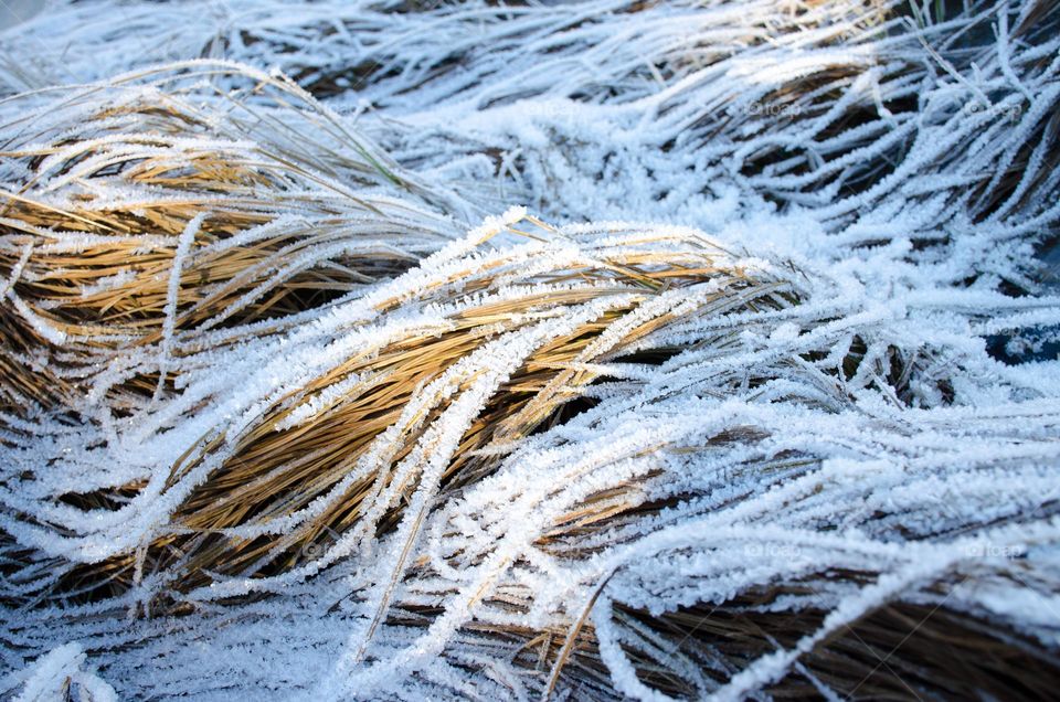 Frosty Marvels: Nature's Ice Artistry