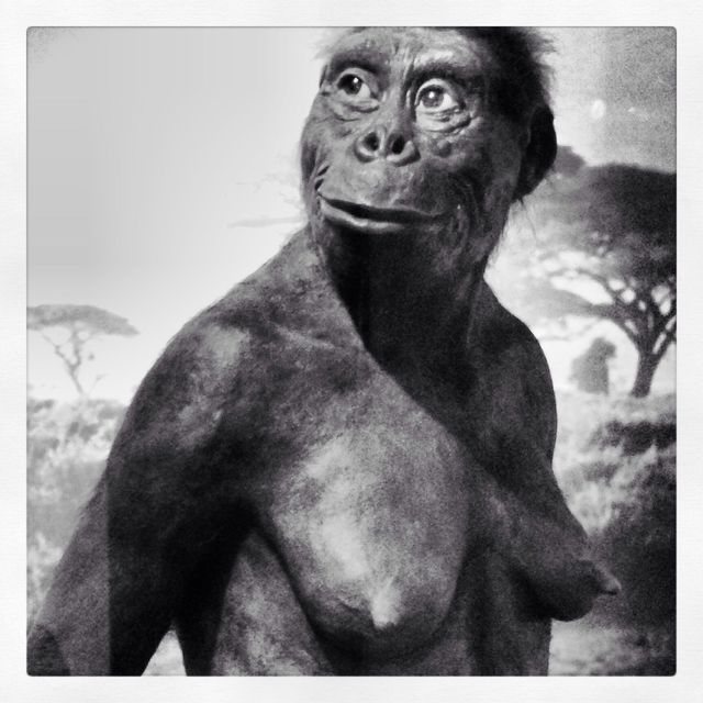 Ape