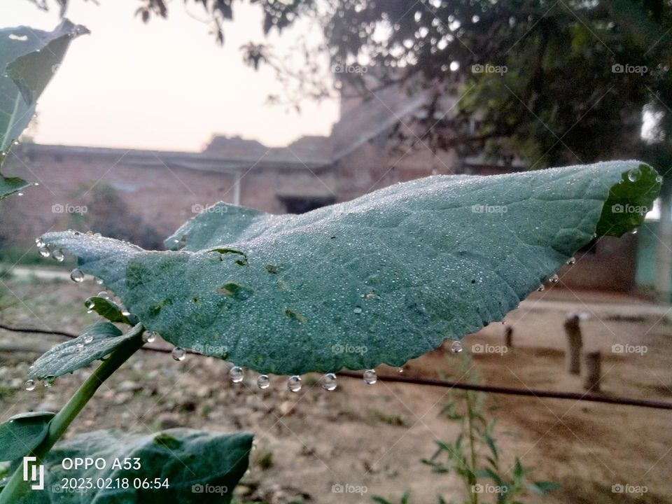 Mustard 🌿 leaf  with dew Drops.The day comes after a beautiful night just enjoy it.