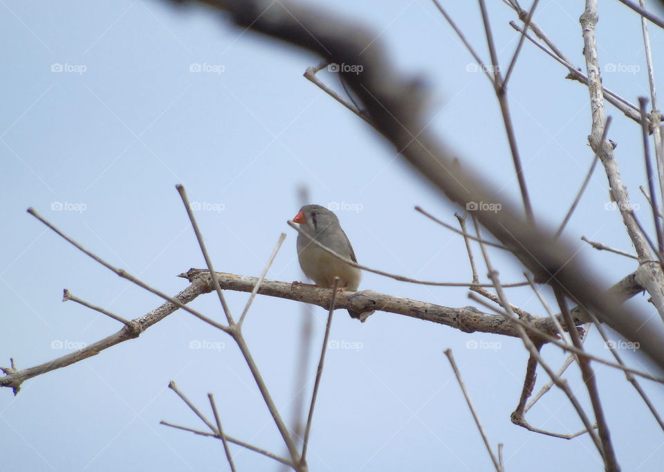 Zebra finch. Female zebra finch as its size for tiny. Looks for couple one to the bird and leave itself at the dryng wood. Check it, and back again.