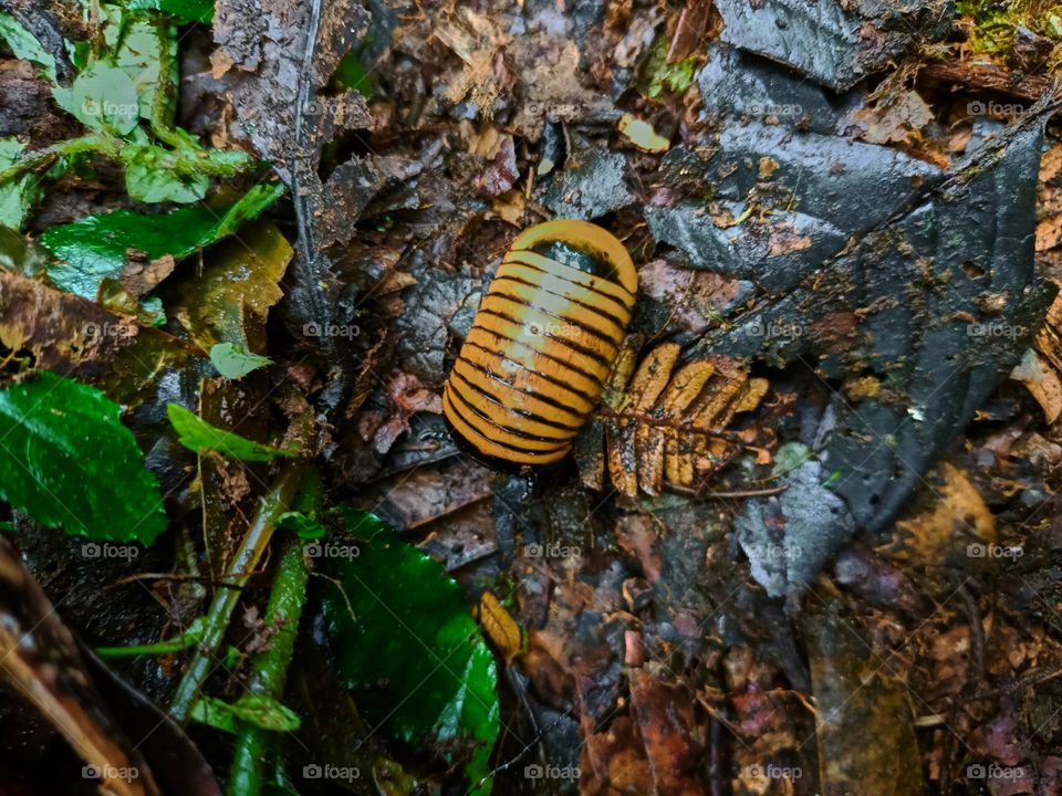 Cubaris sp. Isopods protect themselves on the ground in the tropical rain forest
