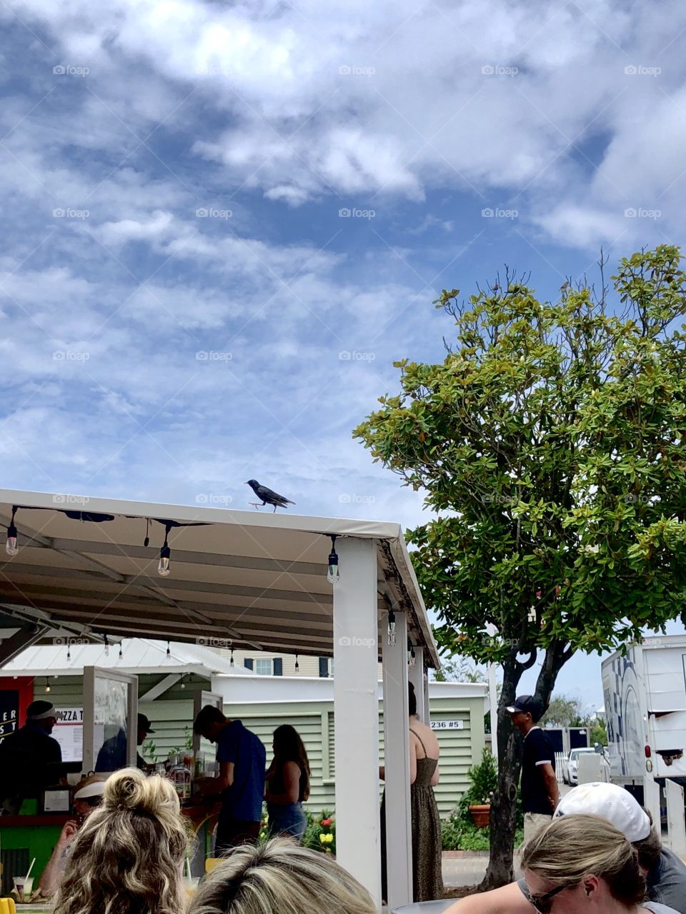Raven marching up awning over line of people at food stand