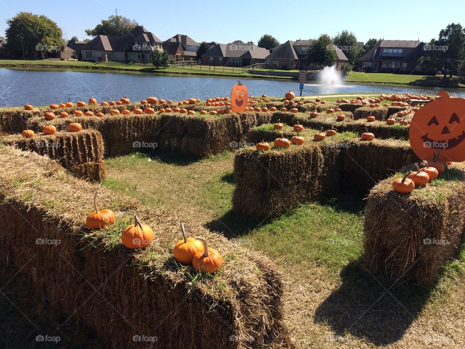 Pumpkin maze 