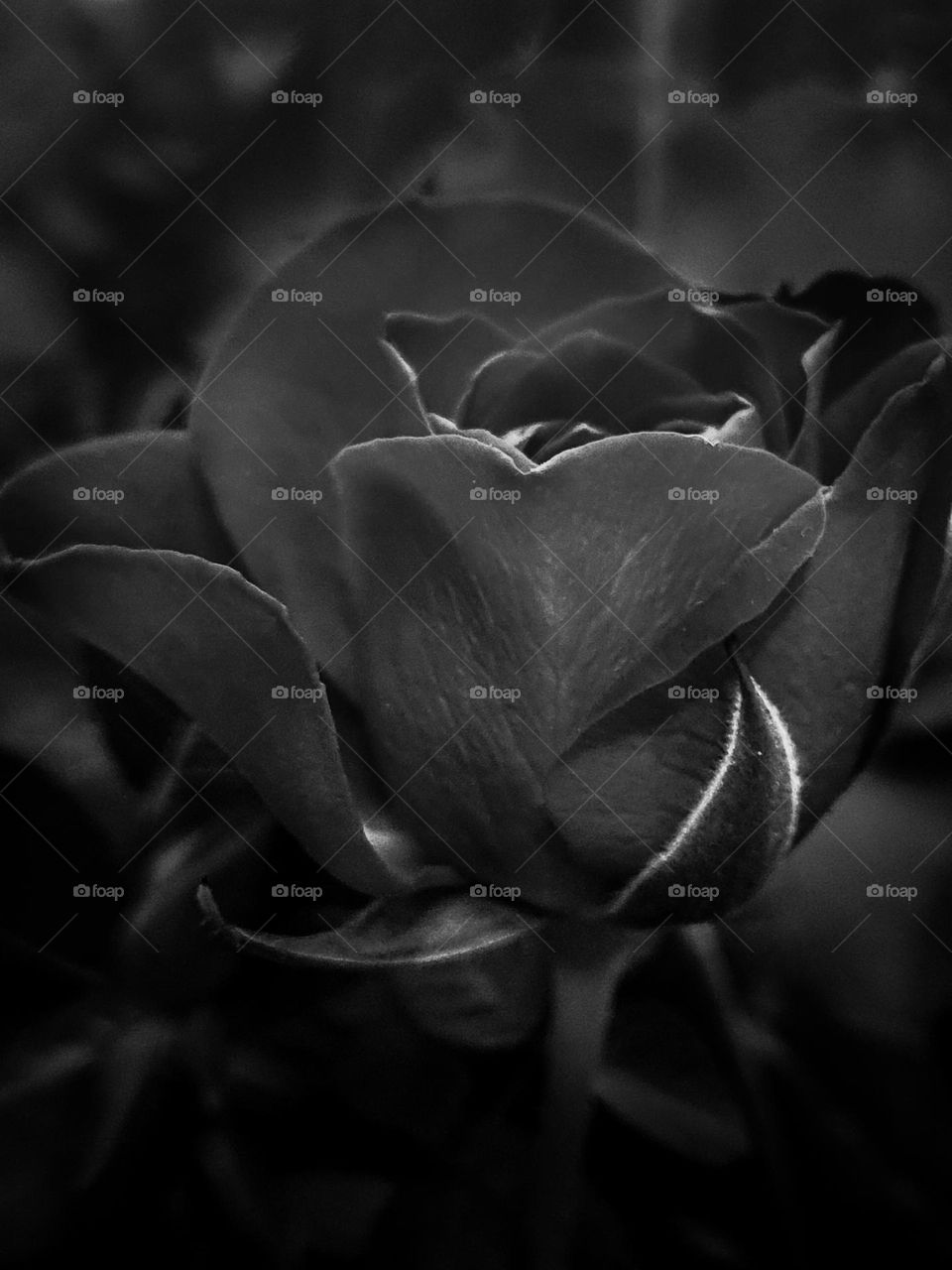 B&W photo of a beautiful Rose.