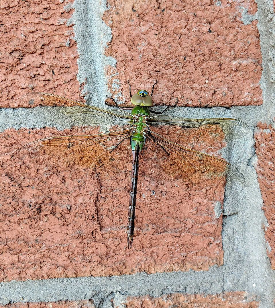 Dragonfly on the wall