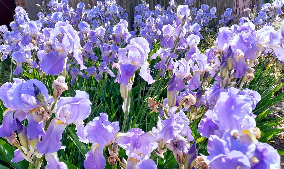 irises flowers