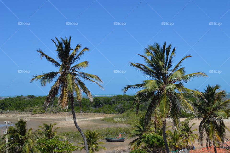 A tropical paradise. A Brazilian Brazil 