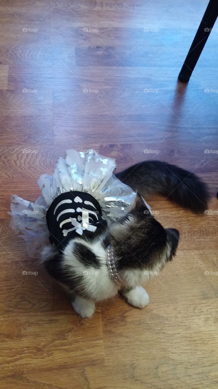 Sofi in her Halloween costume
