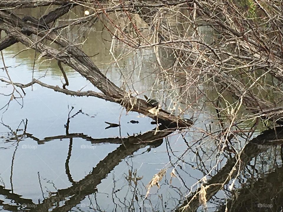 Turtle on Tree