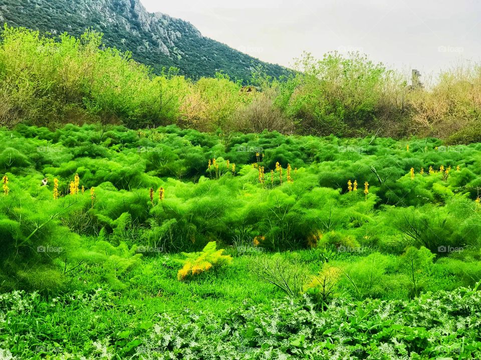 nature in selcuk