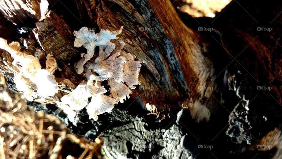 Fungos, pau queimado, natureza, fundo...
