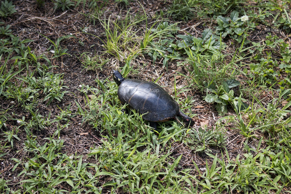 Turtle on the grass