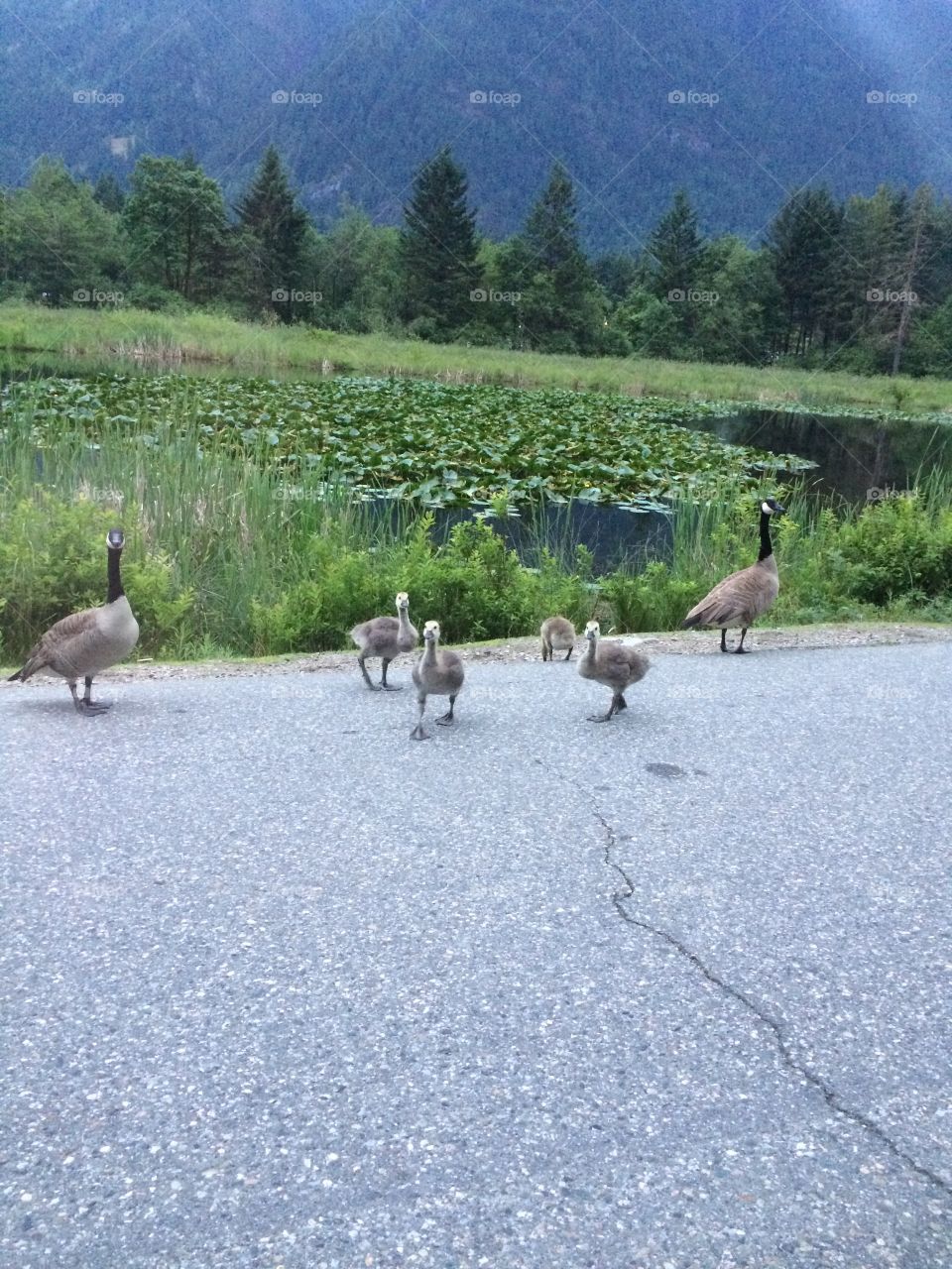 Canada Geese at the marsh