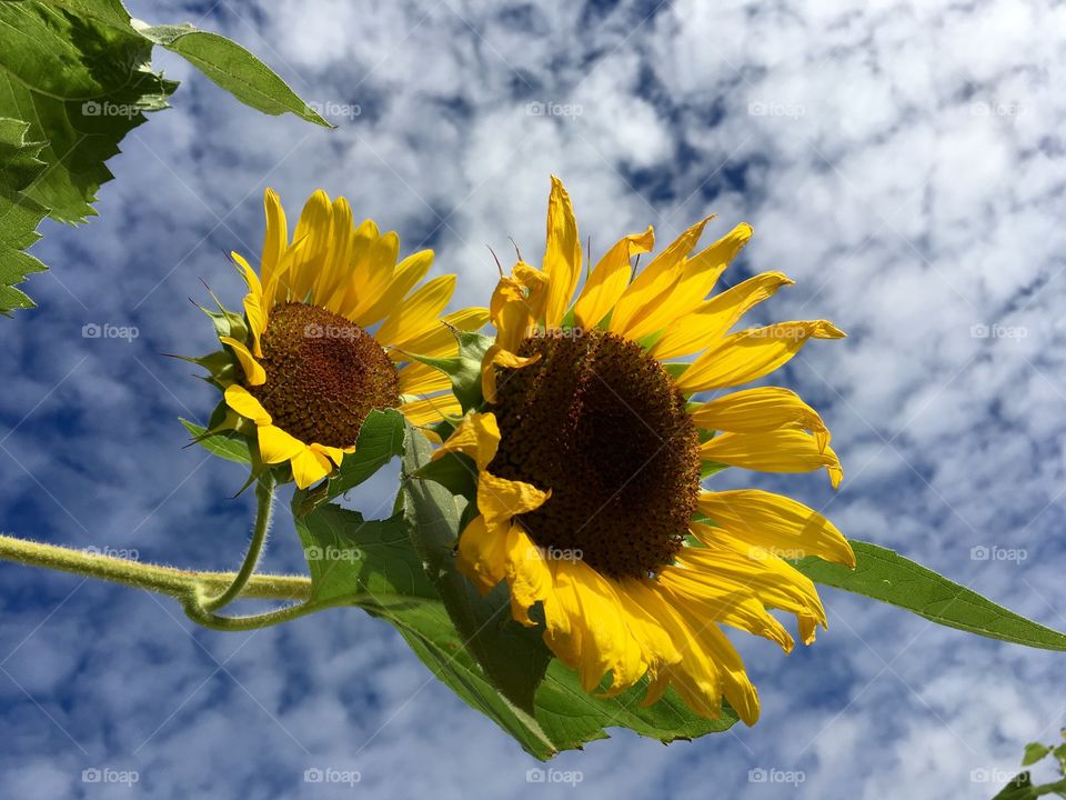 Sunflowers