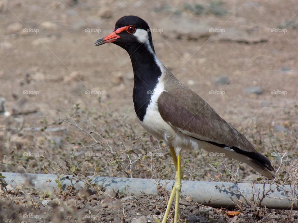 bird:sharp and bright