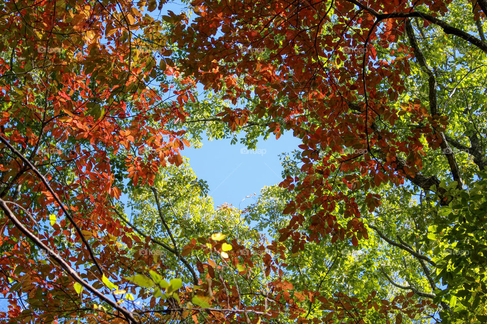 Heart shaped branches