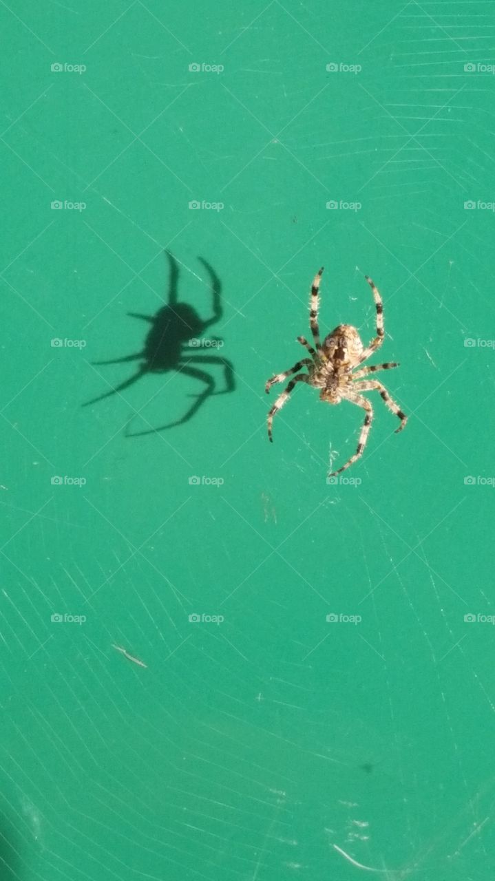 orb weaver spider. walking to school