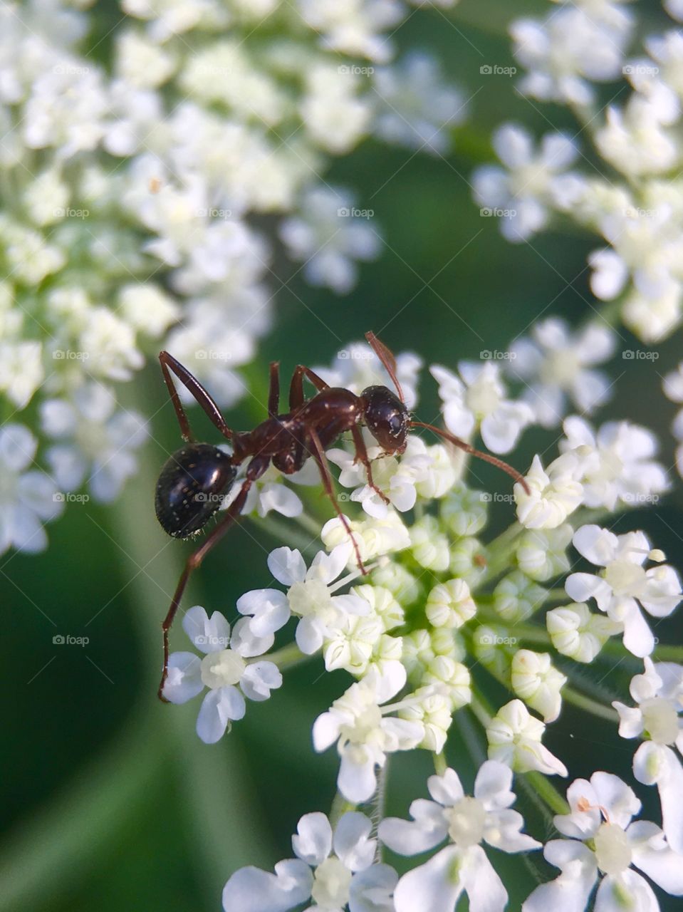 Ant on flower collecting food