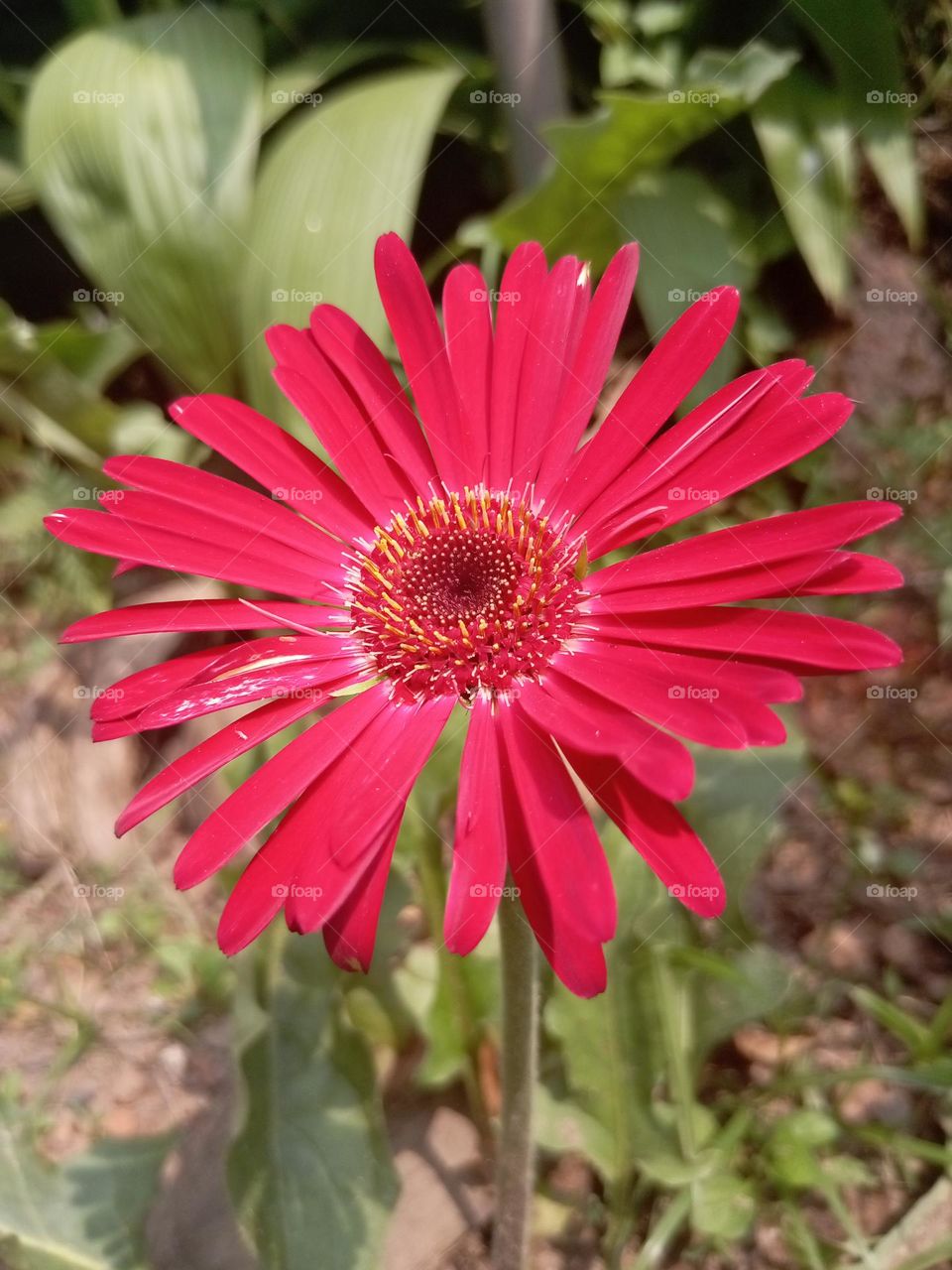 Barberton daisy