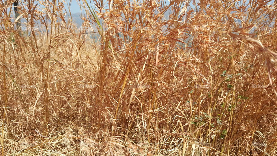 Golden Grass - Sizzling Hot