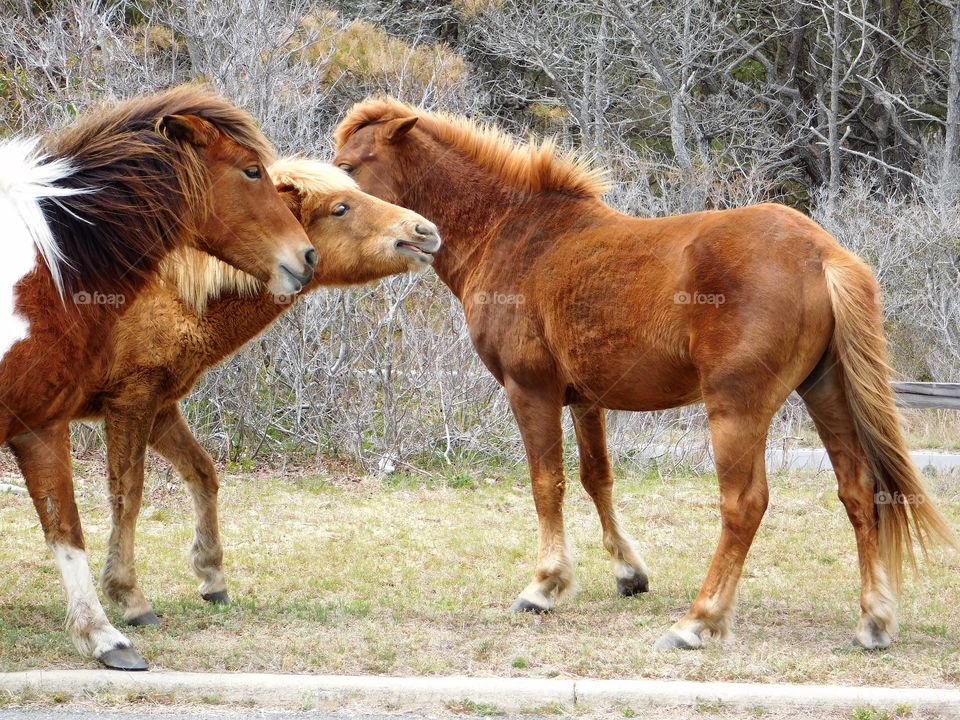 Two Stallions Coming to Terms in Assategue National Park