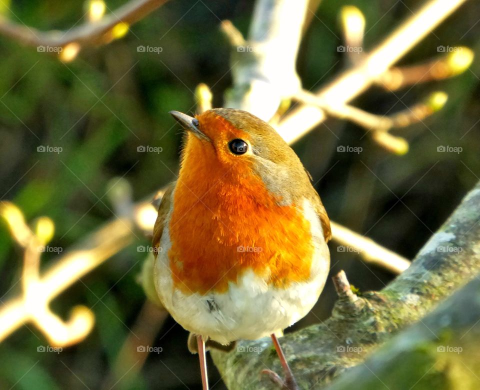 Robin redbreast