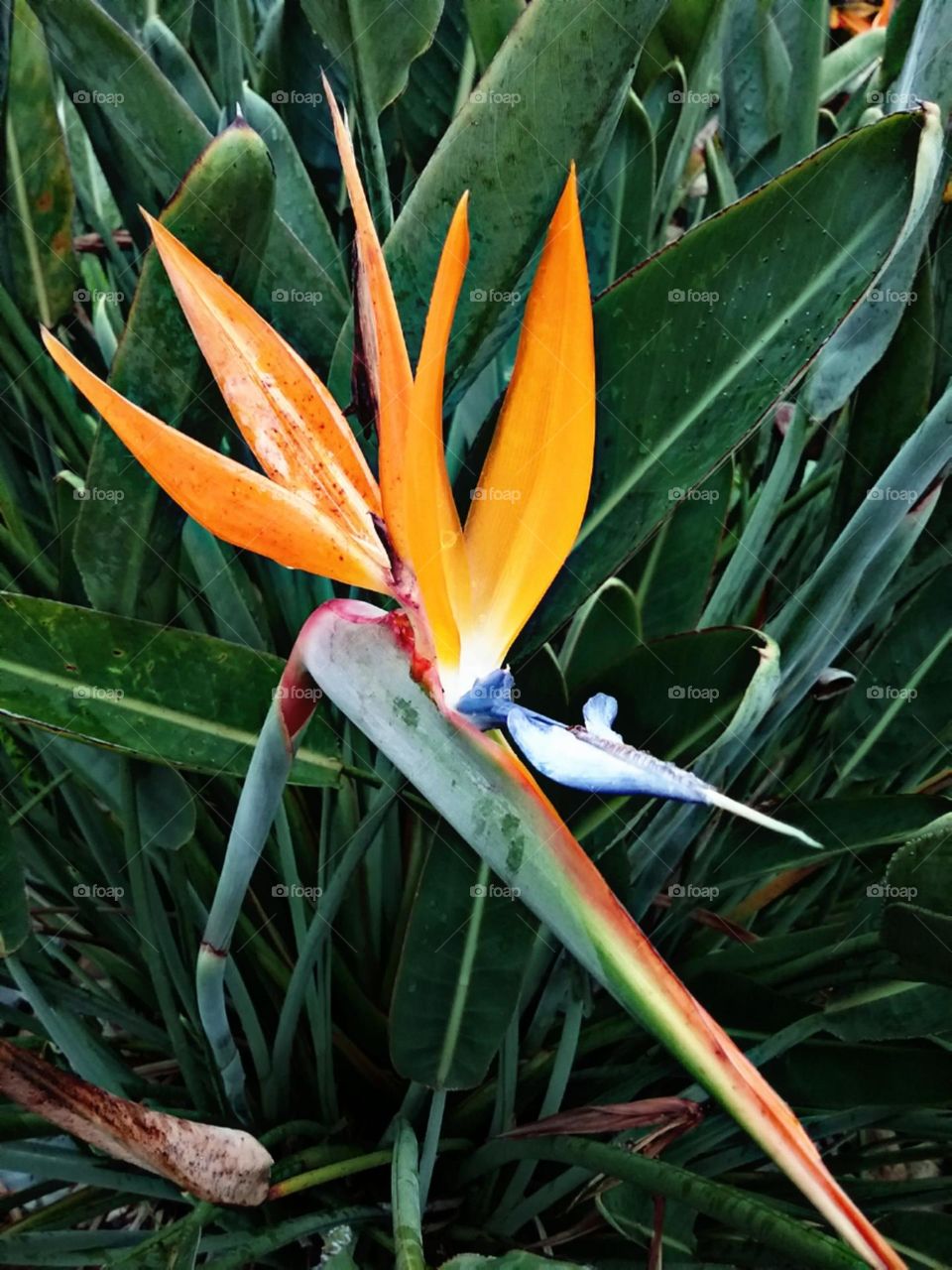 A flor ave do paraíso,  preferida pelos beija-flores.