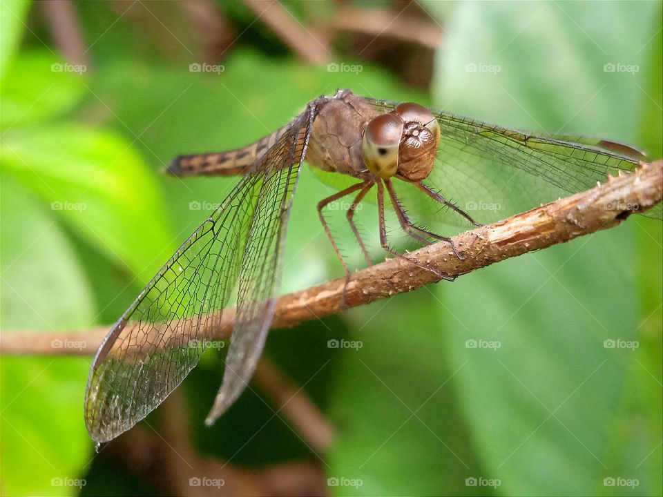 Little brown dragonfly on the branch.