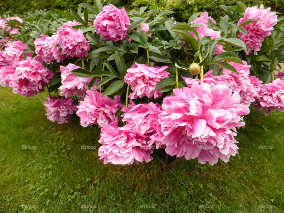Lovely Peonies 
