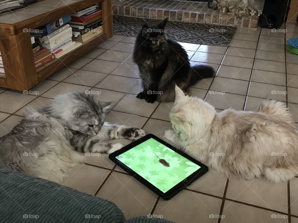 Get that mouse !!!!!