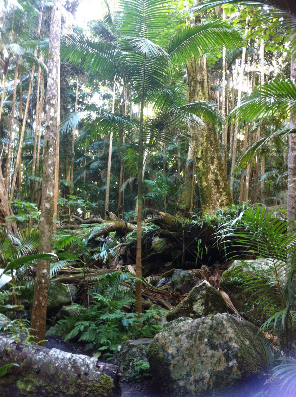 green palms rainforest quite by JadeyBones