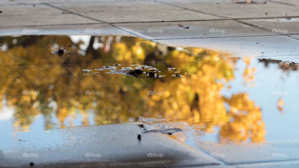 reflection of yellow and brown leafs