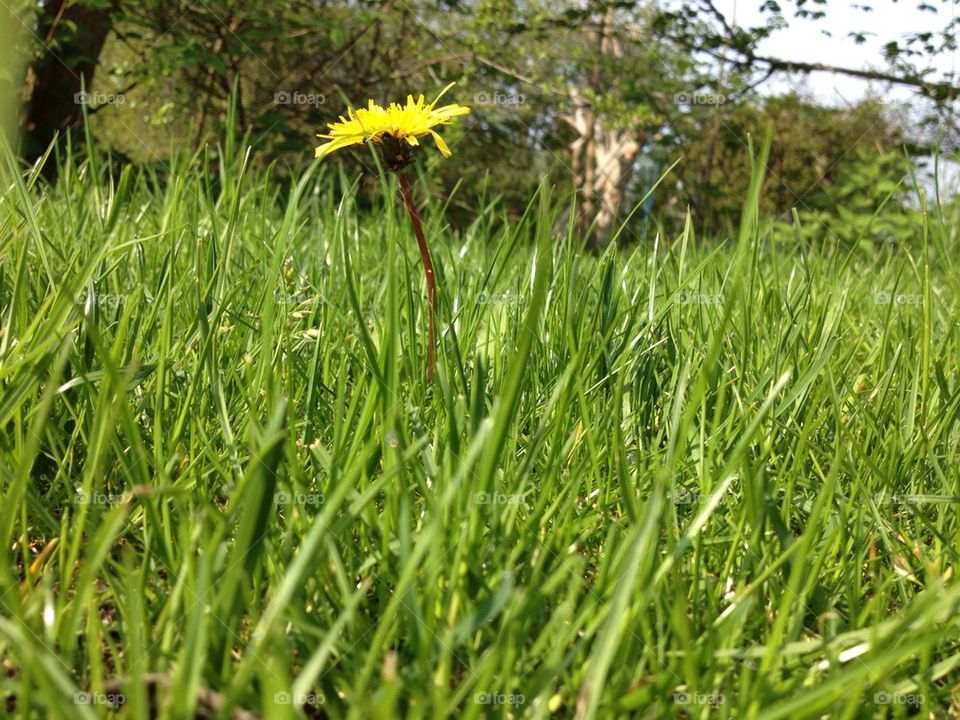 sweden meadow dandelion flower by irre