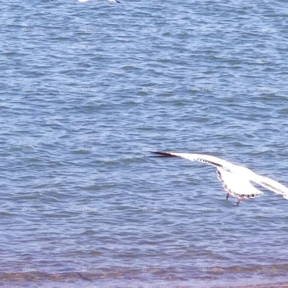 Seagull flight