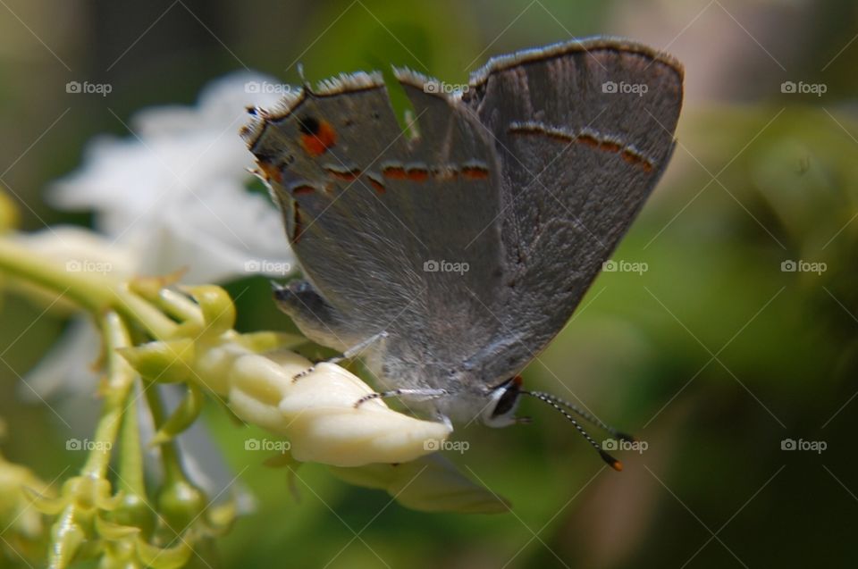 Garden moth